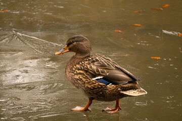 Colourful female duck walk on a frozen lake pond with a reflection. Textured photo