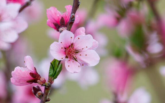 A close up of a pink flower with a green stem - Powered by Adobe