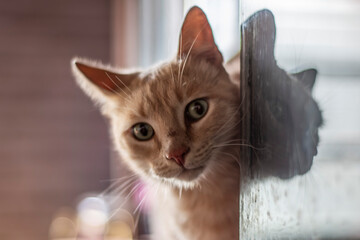 Retrato de gato color crema asomado en la pecera 