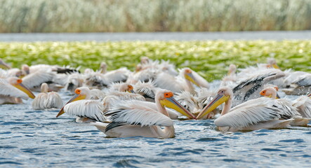 pelicans on the ground