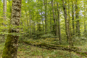 Croatia. Beautiful trees with powerful roots near the lake. Forest landscape near the Plitvice Lakes.