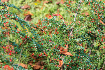 Croatia. Plitvice Park. Evergreen shrub Orange cotoneaster Cotoneaster franchetii branches full of ripe fruits.
