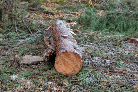 Tronco de madeira no solo ap&oacute;s abate de pinheiro em meio a uma floresta para a industria da madeira