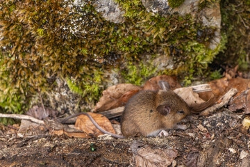 Small brown mouse in the dense forest of the Plitvice Lakes National Park in Croatia.