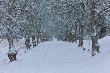 Avenue of trees in winter with snow covered branches and ground.