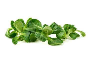 Lambs lettuce, corn salad, isolated on white background.
