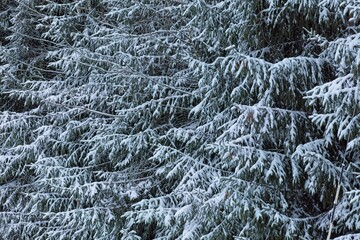 Closeup of snow covered fir tree branches in winter.