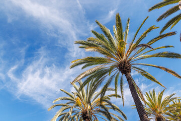 Tall, vibrant palm trees reaching towards a clear blue sunny sky