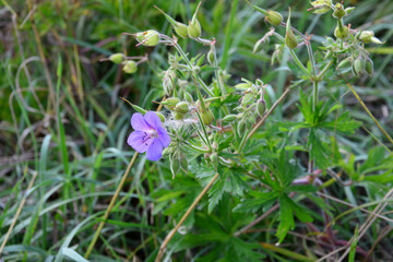 Purple Geranium in a Meadow close up