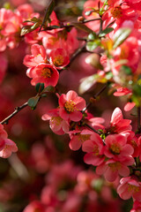 Fr&uuml;hling in &Ouml;sterreich