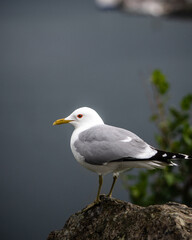 Möwe in Norwegen 