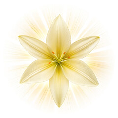 Cream Lily Flower, Radial Burst Background, Isolated on Transparent Background, Lily, Floral, White