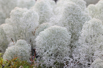 Cladonia stellaris, commonly known as Star-tipped Reindeer Lichen, food source for reindeer and caribou © Henri Koskinen