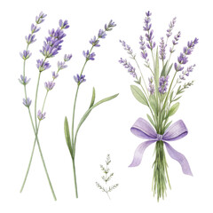 Naklejka premium Watercolor Lavender Floral Composition Bouquet, Stems and Sprigs, Isolated on Transparent Background, Lavender Clipart, Botanical Illustration, Lavender, Watercolor, Floral
