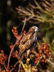 Bussard, Buzzard, greifvogel, wild lebende tiere, natur, hunter, baum, bussard, wildlife