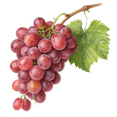 Fototapeta premium Watercolor Red Grape Bunch with Leaf, Isolated on Transparent Background, Fruit Illustration, Vine, Grapes, Watercolor, Illustration