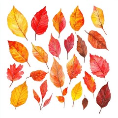 Obraz premium Autumn leaves collection; vibrant red, orange, yellow foliage; white background; design element