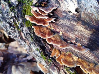A small group of brown parasitic tree fungi grow on an old oak trunk.
