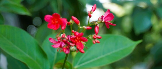 Close-Up of Vibrant Red Flowers With Greenery in a Natural Setting