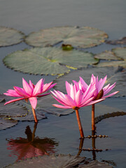 Lotus flower blossoming in tranquil pond nature scene serene water environment close-up view