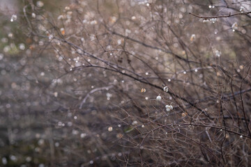 Snowberry on a barren bush also known as Symphoricarpos albus. White fruits of a common snowberry (Symphoricarpos albus) hanging on a branch against a blurred barren background in a park in winter. 