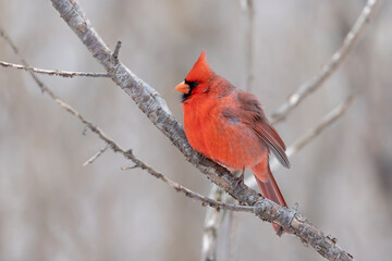 Male northern cardinal Cardinalis cardinalis perched on a branch in winter