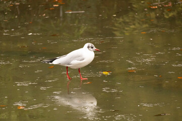 A Red Billed Gull (seagull) walking on the colourful ice with reflection on the ice. Scotland.
