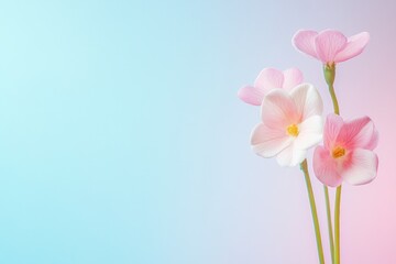 Obraz premium Charming Pink Blossoms With Dreamy Blue Backdrop