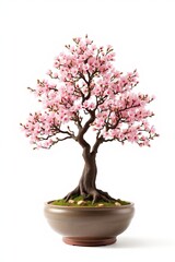 Obraz premium a close up of a bonsai tree in a pot on a white background
