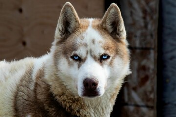 Siberian Husky with striking blue eyes