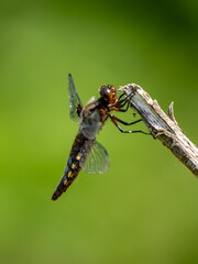 Aged Female Broad-bodied Chaser Dragonfly