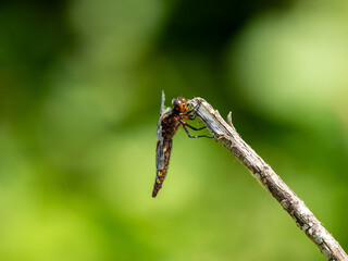 Aged Female Broad-bodied Chaser Dragonfly