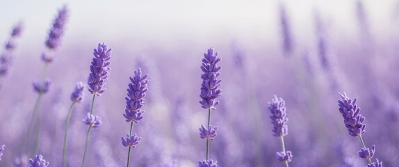 Fototapeta premium Abstract Lavender Texture Background Image