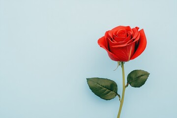 Fototapeta premium Beautiful Red Rose For Romantic Mood On Blue Surface