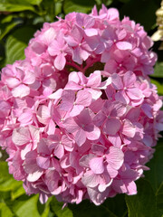 Close-up of a vibrant pink hydrangea blossom in full bloom, basking in sunlight, surrounded by lush green leaves, embodying the beauty of nature