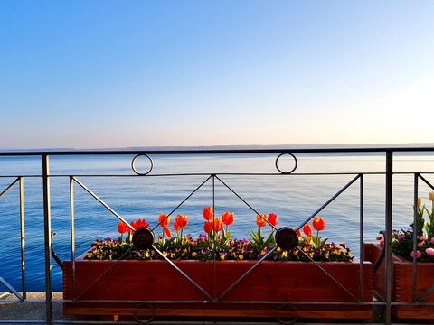 Fr&uuml;hling am Bodensee, Urlaub und Entspannung bei ruhiger Aussicht auf das Wasser mit bl&uuml;henden Tulpen 
