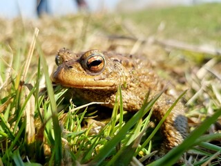 Muntere Erdkröte auf Krötenwanderung im Frühling bei warmem Licht