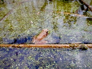 Frosch in einem Teich mit Algen bei der Laichablage im Frühjahr