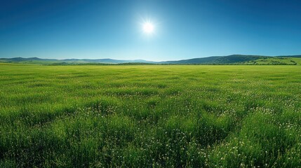 Fototapeta premium Serene Summer Meadow Under Bright Sun