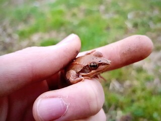 Kind hält einen Frosch in der Hand, Naturschutz Aktion zur Rettung von Amphibien während der Krötenwanderung