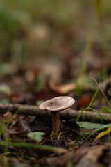 Mushroom in the autumn forest