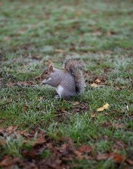 Squirrel eating a nut in the park on the grass in autumn