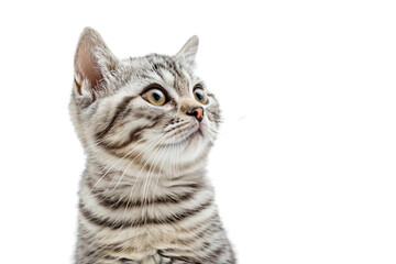 Obraz premium Relaxed American Shorthair Cat Sitting Isolated on Transparent Background