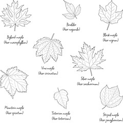 Various species of maple leaves, with English and Latin names, floral leaf outlines  
