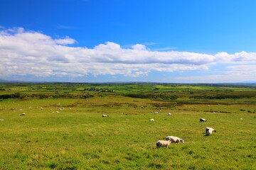 Fototapeta premium Sheep grazing in County Antrim, Northern Ireland