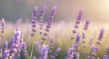 Obraz premium Sunlit lavender field with a warm glow showcasing purple blossoms and green stems.