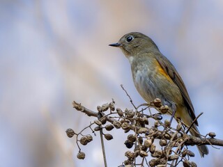 ハゼの実を食べに来たルリビタキ