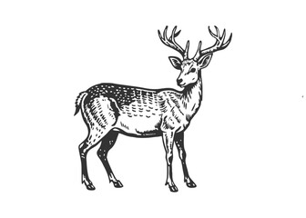 Deer silhouette vector drawing illustration black and white icon and logo engraved isolated illustration