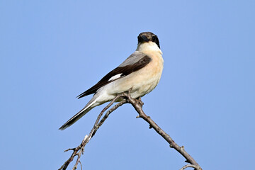 Schwarzstirnwürger // Lesser grey shrike (Lanius minor) - Donaudelta, Rumänien