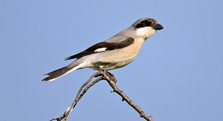Schwarzstirnwürger // Lesser grey shrike (Lanius minor) - Donaudelta, Rumänien